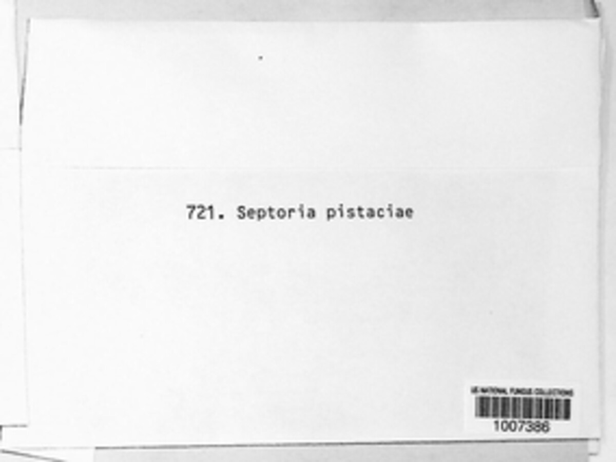 Septoria pistaciae image